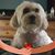 Sharon Barnett's profile image