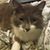 Sarah Williams's profile image