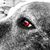 Donell Evans's profile image