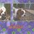 Suzanne Catherine Kieckers's profile image