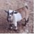 Nany Shelton's profile image