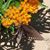 Grace Overstreet's profile image