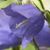 Cindy Bonventre's profile image
