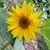 Julie Belval's profile image