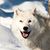 Mike Rauthulfr Wolfe's profile image