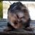 Sarah O'Niel's profile image