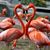 Diane Field Paquet's profile image
