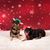 Carol Ann Johnson's profile image