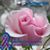 Dawn Wood's profile image