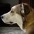 Sharyn Meisner Ross's profile image