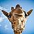 Rae Pease's profile image
