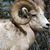 Mt Rams's profile image