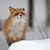 Sherrie Dennis's profile image