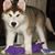 Linda B. Papworth's profile image