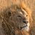 Michael Ehrlich's profile image