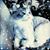 Marie Atkin's profile image