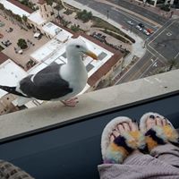 Vesta Lin's profile image