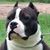 Ann Bryant-Huddleston's profile image