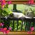 Sally Lane's profile image
