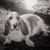 Bambi Powell Sorg's profile image