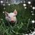 Diane Comer's profile image