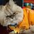 Sharon Lee Eadie's profile image