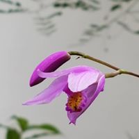 Sharon Gabriel's profile image