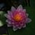 Janet Pattavina Chalupa's profile image
