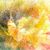 PHyllis Collins Curtis's profile image