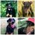 Roxanne Wilkening's profile image