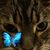 Janice Duke Ibosh's profile image