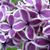 Janet Everette's profile image