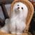 Jacqueline Rowe Martine's profile image