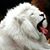 Laura Godfrey's profile image