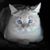Sarah Bowen's profile image
