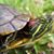 Kathy Sauerwein Tylka's profile image