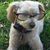 Fozzy Bear Bess's profile image