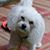 Alane Shean Tjarks's profile image