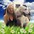 Elizabeth Brune Hark's profile image