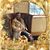 Janice Sommerville's profile image