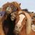 Andrea Clemenson Jensen's profile image