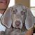 Dave Sprecher's profile image