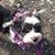 Sara M DiGeronimo's profile image