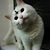 Arsya Setiawan's profile image