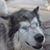 Jezico Rivera's profile image