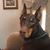 Roxanne Godfrey's profile image