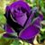 Tessie Freeman's profile image