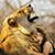 Laura K. Brown Finigan's profile image