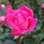 Denise Smith's profile image