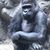 Lisa Clark's profile image